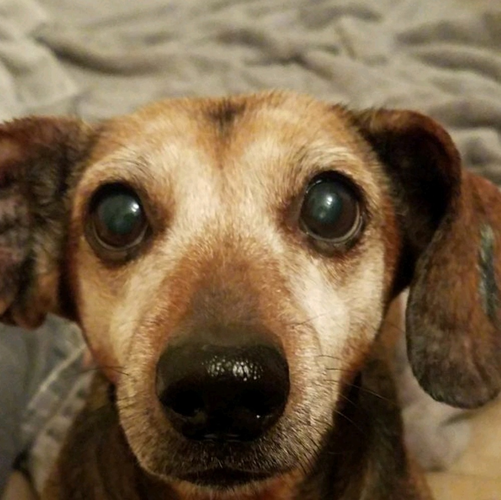 Meet your Posher, Reina